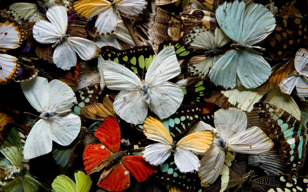 variety of multi-colored butterflies