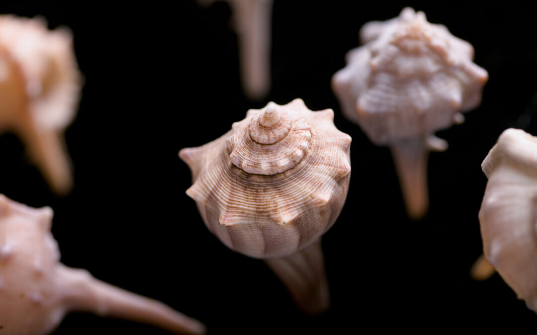 arrangement of small pink shells