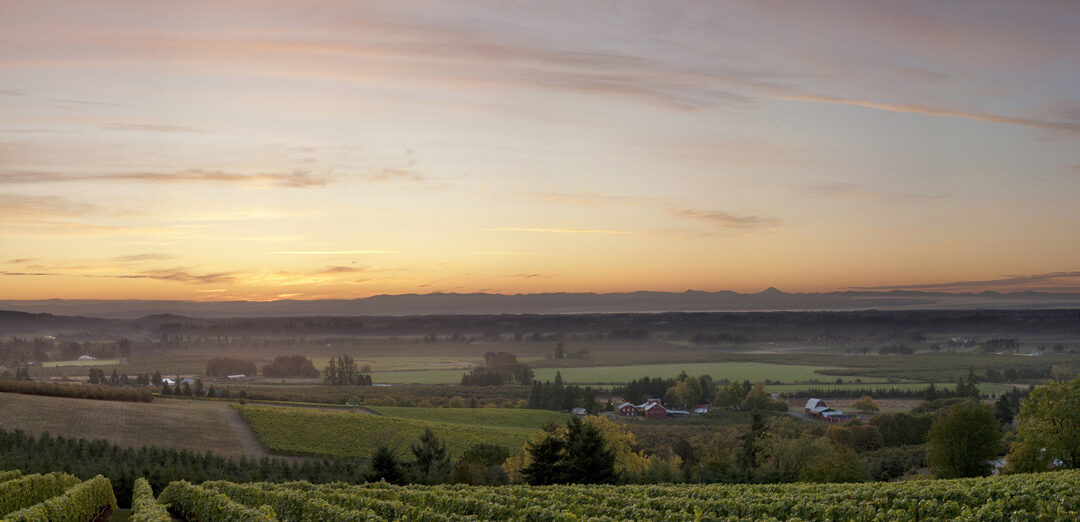 wide view of vineyard at sunrise