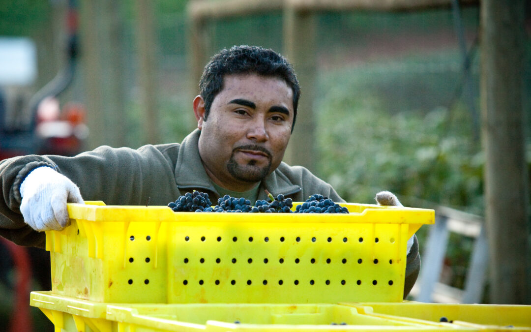 latino man holds yellow bin for harvesting grapes