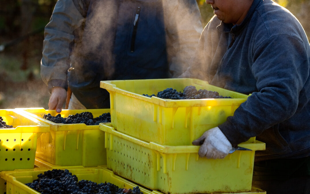 men harvesting grapes with steam from breaths