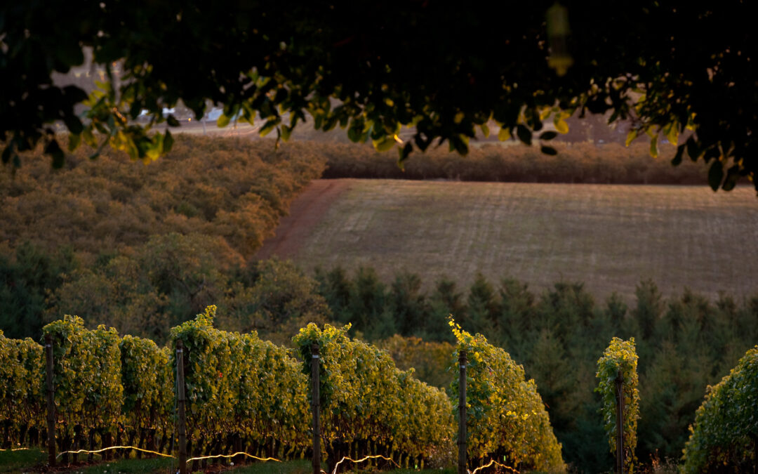 vineyard at early morning