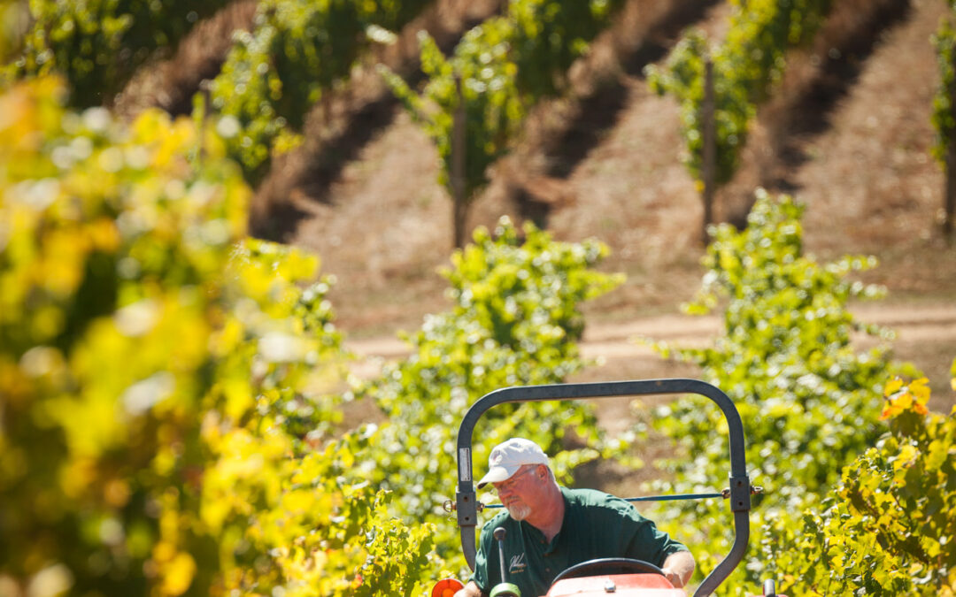 wine maker tends to fields in orange tractor