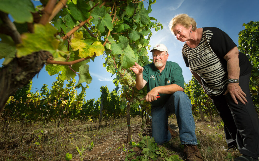 winemaker shows vine to onlooker