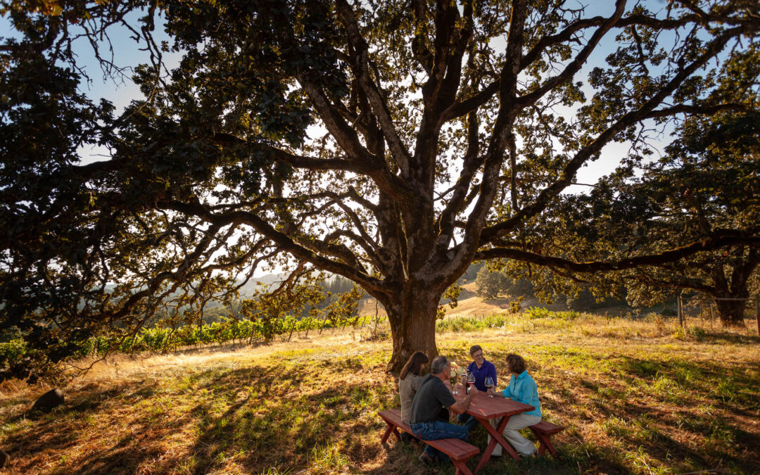 group at picnic table drinks wine under large oak tree