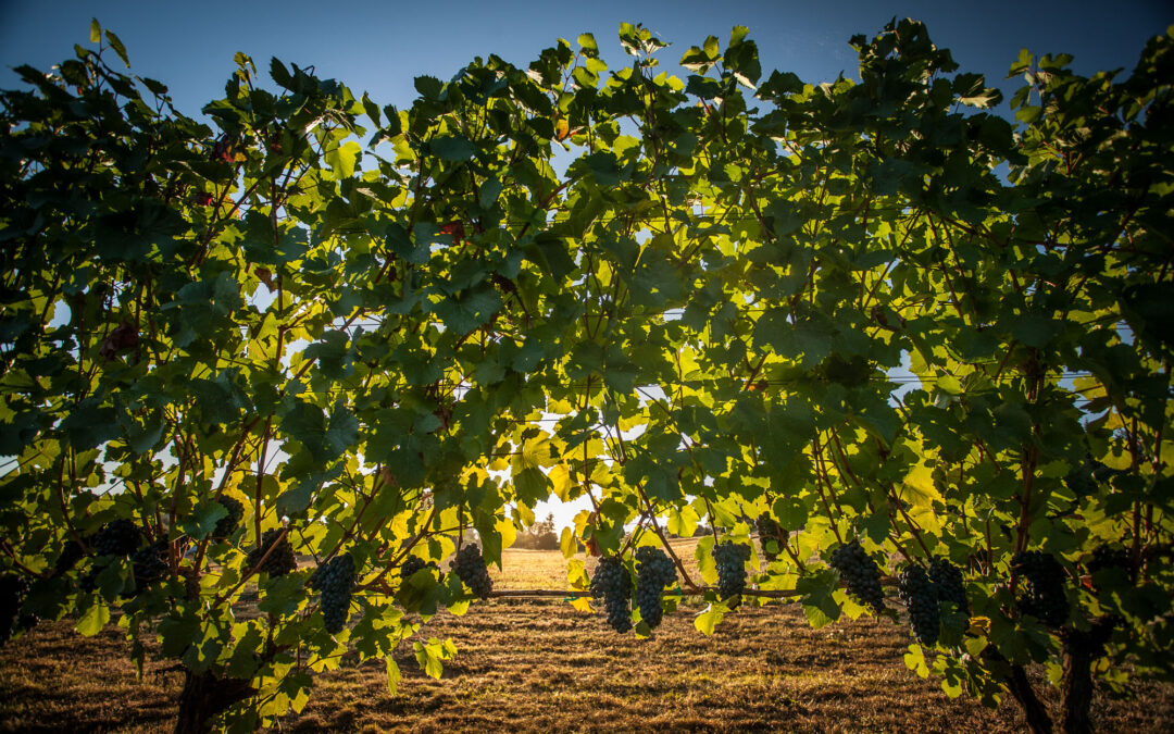 grape vines backlit by rising sun