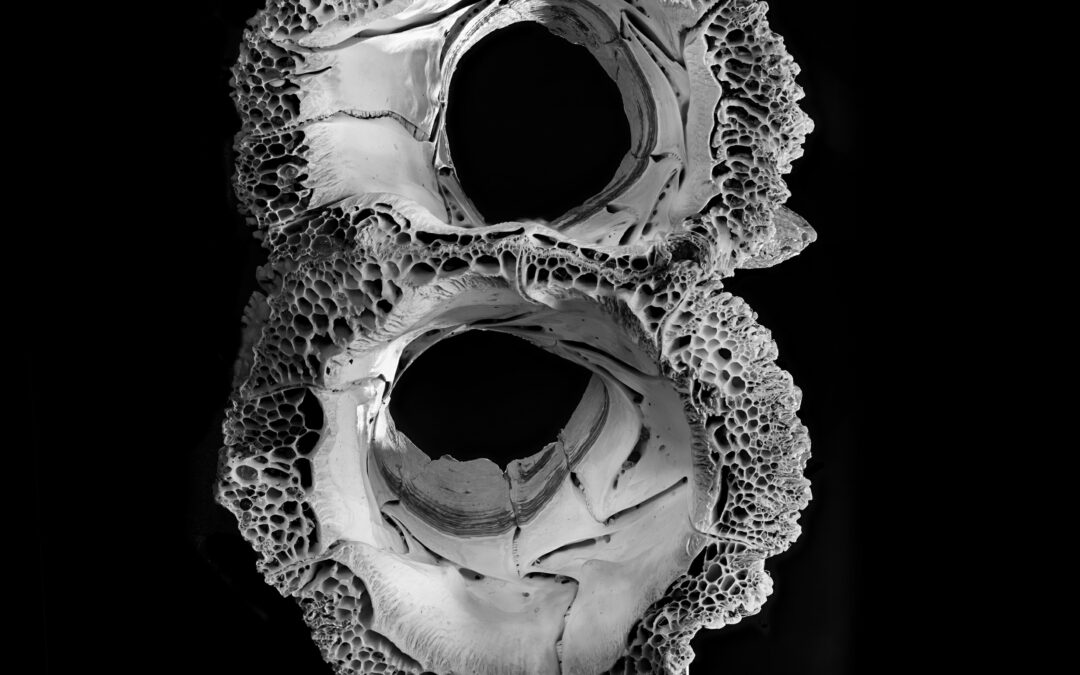 black and white macro close up of two conjoined barnacles