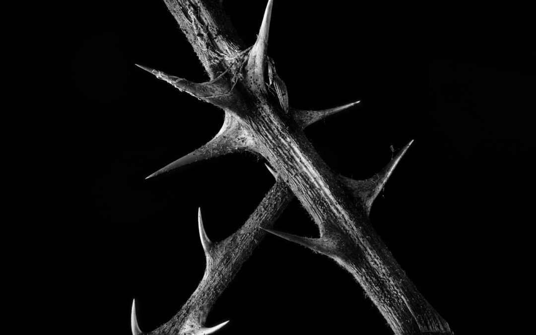 black and white macro shot of two thorny stems