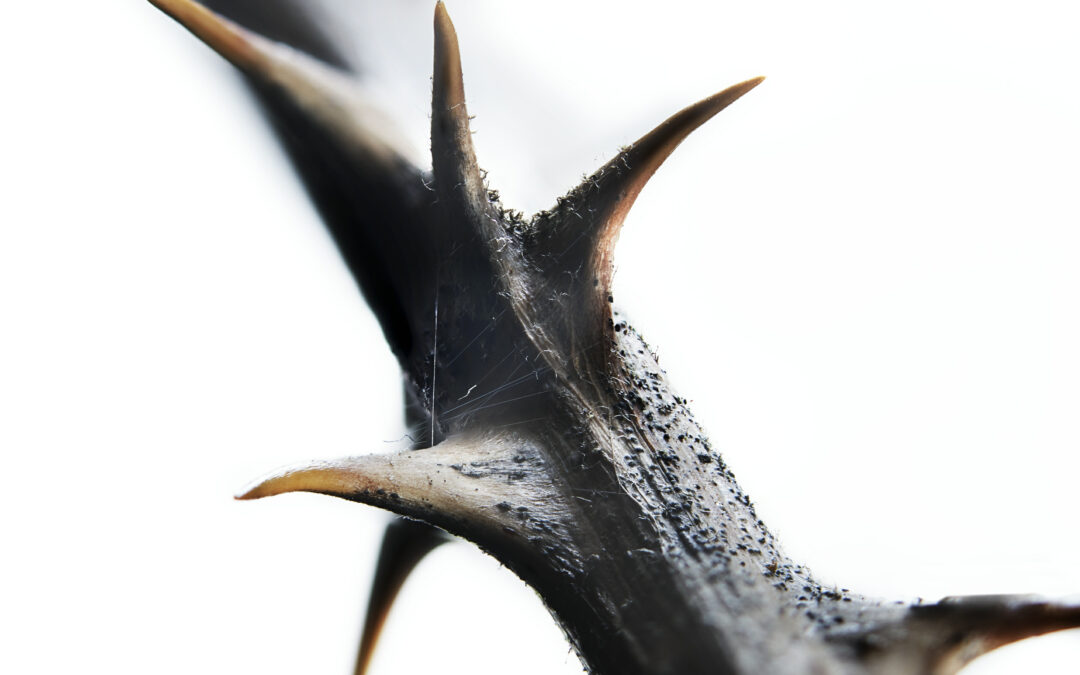 color photo close up of thorns against a white background