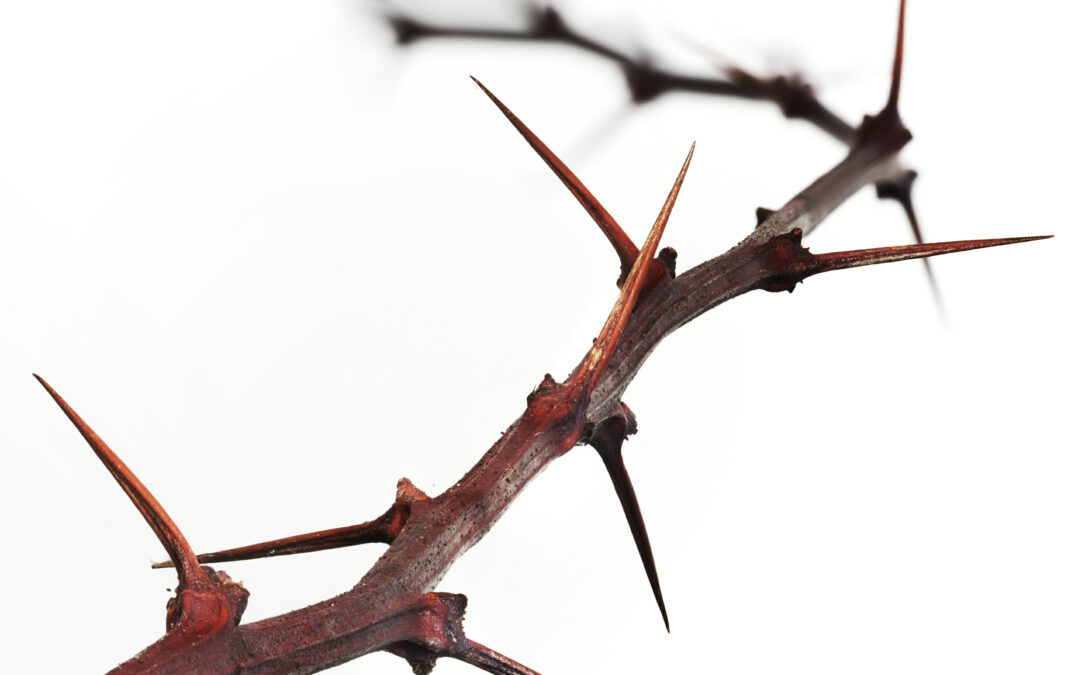 color photo close up of red barberry thorns against a white background