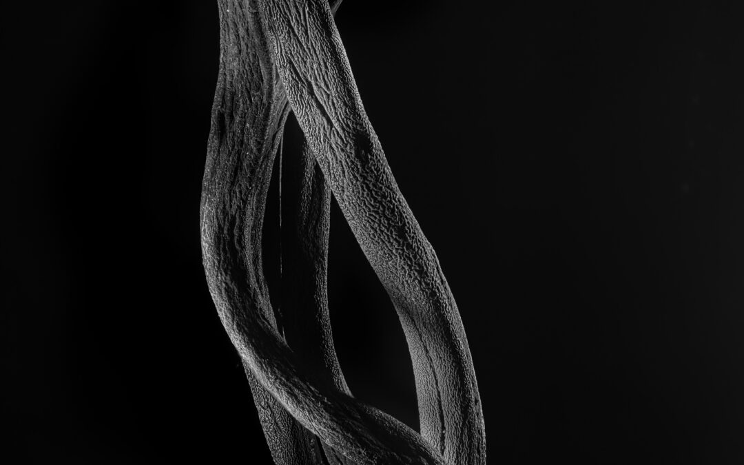 black and white photo of intertwined stems of dried sea plant