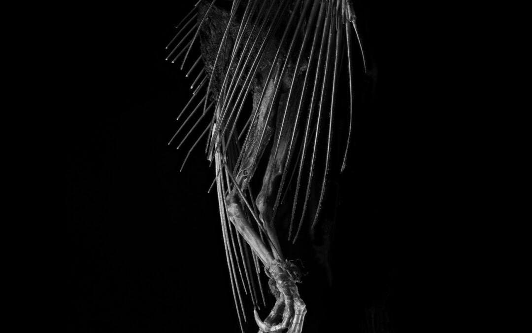 black and white photo of delicate bird skeleton