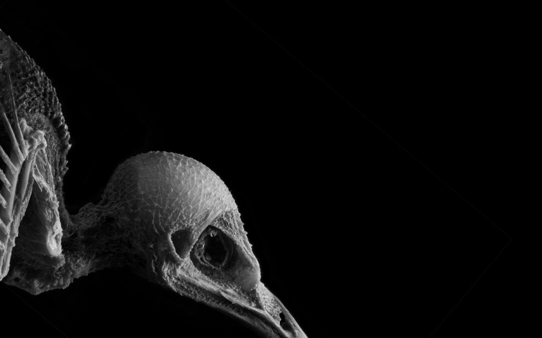 black and white profile of a mummified bird skull