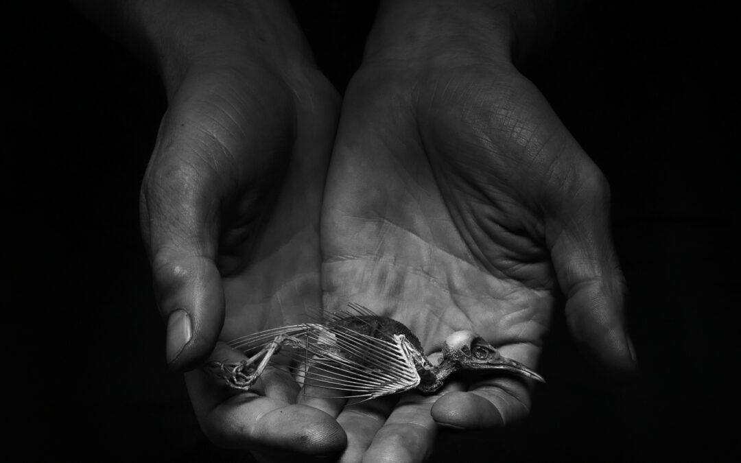 bird skeleton held in a man's hands