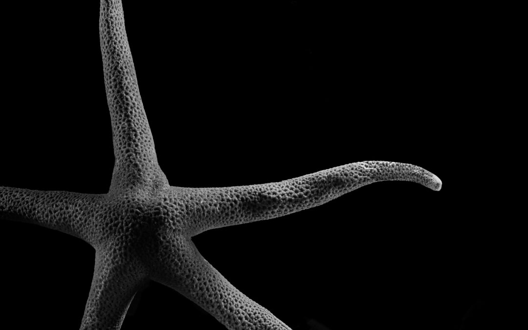 black and white macro close up of a starfish